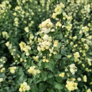 Снежноягодник Симфони Рок 450₽