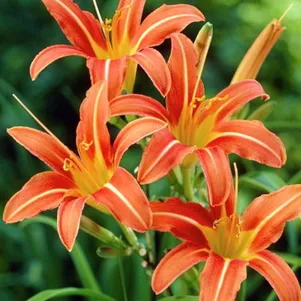 Лилейник Маргарет Перри 360₽