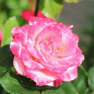 

Роза Ксения