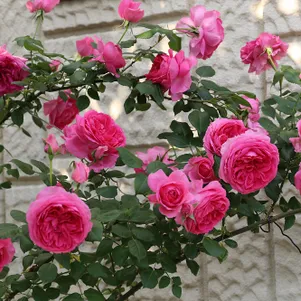 Роза Парад 390₽