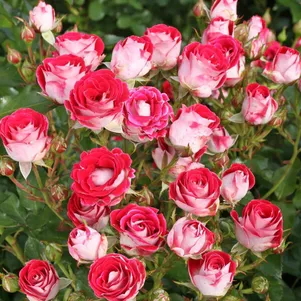 Роза Шоне Кобленцерин 390₽