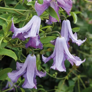 Клематис Бетти Корнинг крупноцветковый 3 850₽