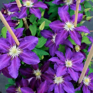 Клематис Вагабонд крупноцветковый 2 690₽