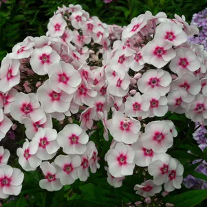 Флокс Юник Тренди метельчатый 390₽