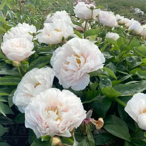 Пион Блашинг Принцесс 5900₽