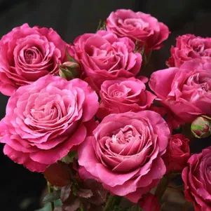 

Роза Олл фо Лав чайно-гибридная