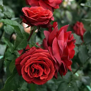 

Роза Терракота чайно-гибридная