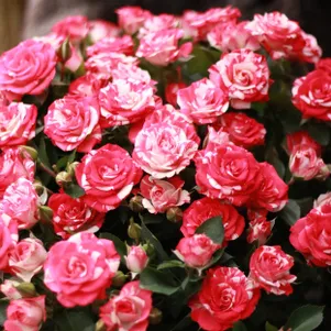 

Роза Файрворкс