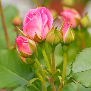 Роза Лавли Лидия 390₽