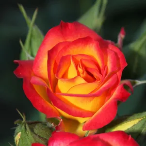 Роза Тайфун чайно-гибридная 390₽