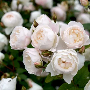 Роза Дездемона кустарниковая 390₽