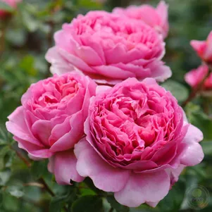 

Роза Принцесса Александра оф Кент кустарниковая