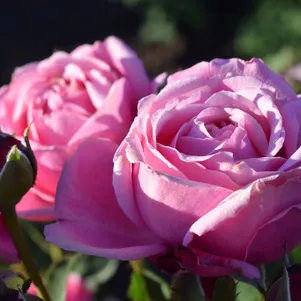 Роза Дитер Мюллер шраб 390₽