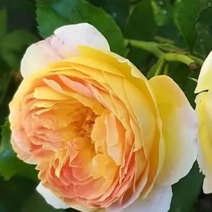 

Роза Шато де Шеверни чайно-гибридная