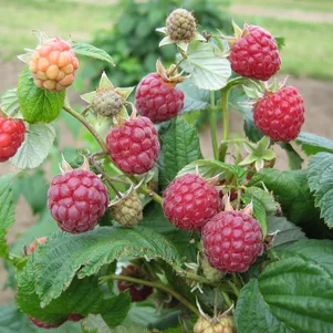 

Малина Зева ремонтантная