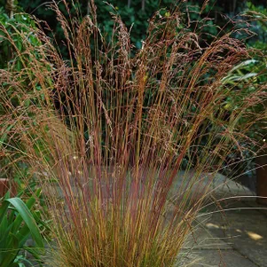 

Овсяница аместистовая