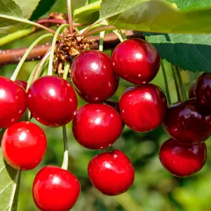 

Дюк (Черевишня) Превосходная Веньяминова