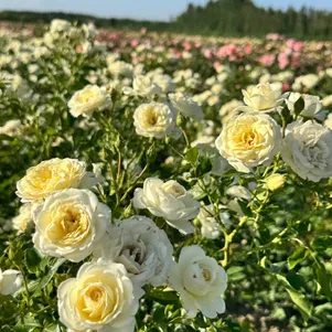 Роза Ванилла Мейдиланд