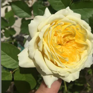 

Роза Шарлотта кустарниковая