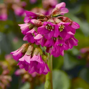 Бадан Шушайн Роуз сердцелистный