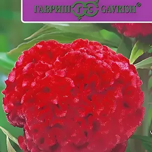 Целозия Курум красная, гребенчатая, ц/п, 10 штук