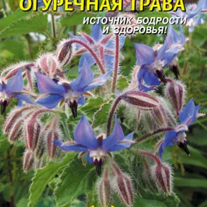 Бораго (Огуречная трава) 0,5 г, Плазменные семена