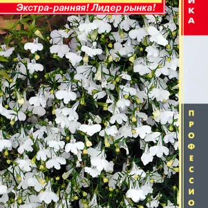 

Лобелия ампельная (серия Регатта) Регатта Вайт, 8 мультидрж в пробирке, Плазменные семена
