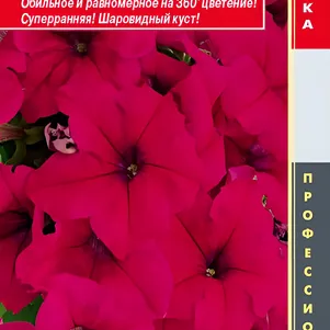 Петуния Дип Роуз крупноцветковая F1 (серия Success! 360) 10 др, Плазменные семена