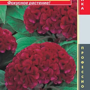 Целозия гребенчатая (серия Armor) Красная 10 шт, Плазменные семена