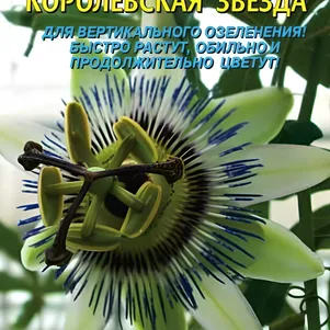 Пассифлора Королевская звезда 5шт, Плазменные семена