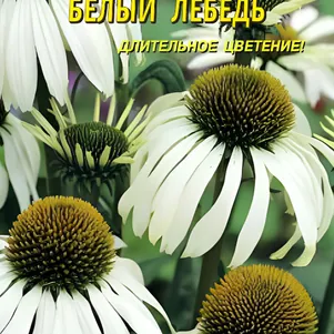 Рудбекия Белый лебедь 0,05г, Плазменные семена