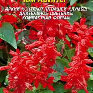 Сальвия Карабинер 0,08, Плазменные семена