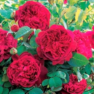 

Роза Алан Сушон