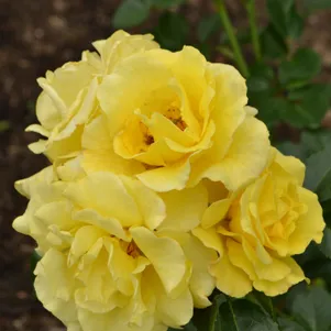 Роза Лихткенигин Люция