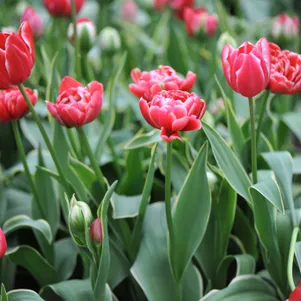 

Тюльпан Даззлинг Сенсейшн махровый поздний 2 шт