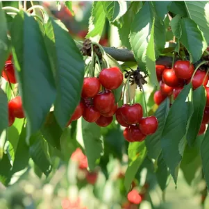 

Черешня Медуница