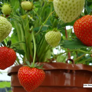 

Клубника Крымская ремонтантная сладко-земляничная малоусая