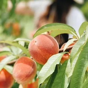 

Персик Фрост