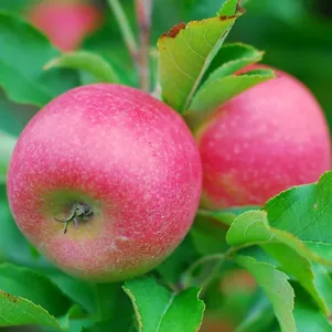 

Яблоня Памяти Ульянищева