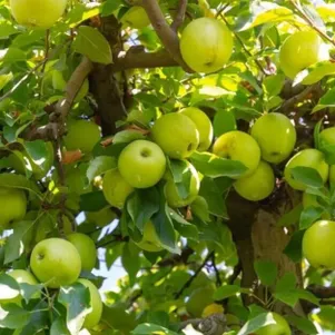 Яблоня Голден Би 480₽