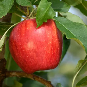 

Яблоня Спартак