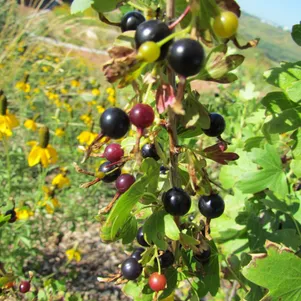 

Смородина Валентина золотистая