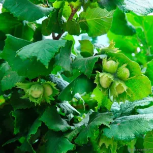 Фундук Трапезунд 550₽