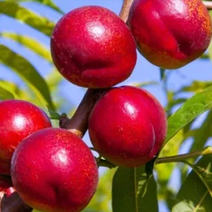 

Нектарин Кримсон Голд