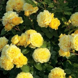 

Роза Анни Дюпрей шраб