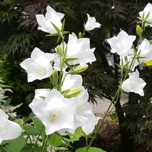 Колокольчик Альба персиколистный 569₽