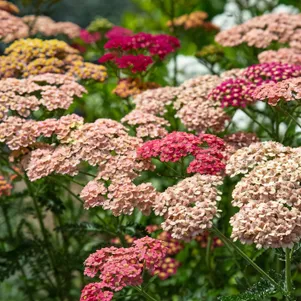 Тысячелистник Саммер Беррис обыкновенный 549₽