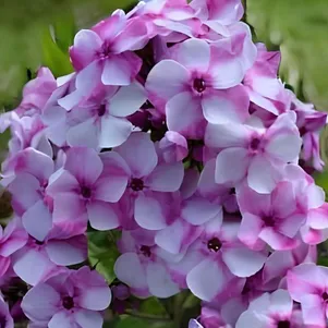 

Флокс Модница метельчатый