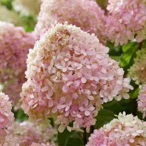 

Гортензия Литл Лав метельчатая