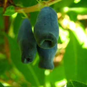 

Жимолость Лакомка